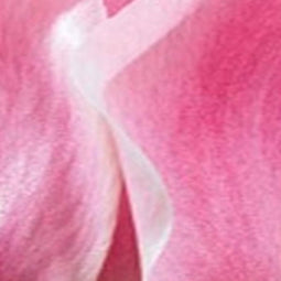 JUB - Tulipa Miss Elegance