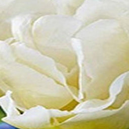 JUB - Tulipa Northcap