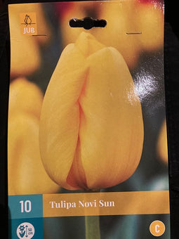 JUB - Tulipa Novi Sun