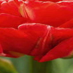 JUB - Tulipa pamplona