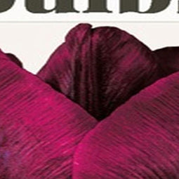 JUB - Tulipa Ronaldo - bio