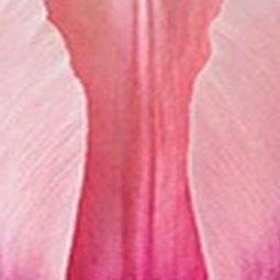 JUB - Tulipa Salmon Impression