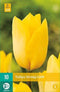 JUB - Tulipa Strong Gold, 8 bloembollen