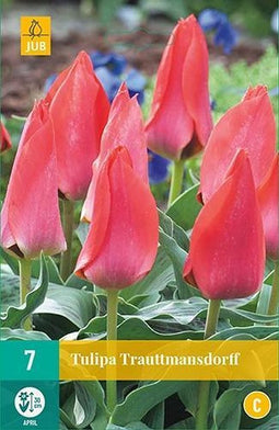 JUB - Tulipa Trauttmansdorff, 5 bloembollen