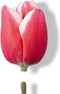 JUB - Tulipa universum