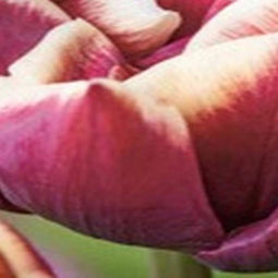 JUB - Tulipa Wyndham