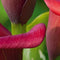 Jub - Zantedeschia callafornia red, 1 bloembol