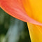 Jub - Zantedeschia morning sun, 1 bloembol