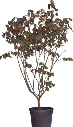 Judasboom 'Forest Pansy' meerstammig totaalhoogte 150-175 cm