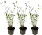 Plant in a Box - Fargesia papyrifera 'Blue Dragon' - Bamboe - Set van 3 - Pot 13cm - Hoogte 30-40cm