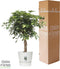 Schefflera Arboricola Gold Capella in Elho® Greenville pot ↨ 100cm - hoge kwaliteit planten
