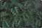 Jungle Placemat set van 4 stuks - 45 x 30 cm - Onderleggers - Zwart/ Groen