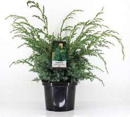 Juniperus chinensis 'Blue Alps' - Chinese Jeneverbes - Planthoogte: 40-50 cm - Pot Ø 23 cm (5 liter)