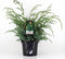 Juniperus chinensis 'Blue Alps' - Chinese Jeneverbes - Planthoogte: 40-50 cm - Pot Ø 23 cm (5 liter)