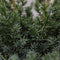 Juniperus chinensis 'Blue Alps' - Chinese Jeneverbes - Planthoogte: 40-50 cm - Pot Ø 23 cm (5 liter)