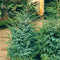 Juniperus chinensis 'Blue Alps' - Chinese Jeneverbes - Planthoogte: 40-50 cm - Pot Ø 23 cm (5 liter)