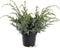 Juniperus chinensis 'Blue Alps' - Chinese Jeneverbes - Planthoogte: 40-50 cm - Pot Ø 23 cm (5 liter)