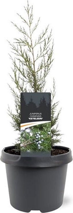 Juniperus chinensis 'Keteleeri' - Chinese Jeneverbes - Planthoogte: 50-60 cm - Pot Ø 19 cm (3 liter)