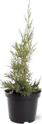 Juniperus chinensis 'Keteleeri' - Chinese Jeneverbes - Planthoogte: 50-60 cm - Pot Ø 19 cm (3 liter)
