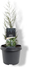 Juniperus chinensis 'Keteleeri' - Chinese Jeneverbes - Planthoogte: 50-60 cm - Pot Ø 19 cm (3 liter)