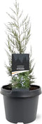 Juniperus chinensis 'Keteleeri' - Chinese Jeneverbes - Planthoogte: 50-60 cm - Pot Ø 19 cm (3 liter)