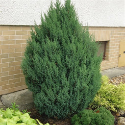 Juniperus chinensis 'Stricta' - Chinese Jeneverbes - Planthoogte: 60-80 cm - Pot Ø 26 cm (7,5 liter)