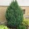 Juniperus chinensis 'Stricta' - Chinese Jeneverbes - Planthoogte: 60-80 cm - Pot Ø 26 cm (7,5 liter)