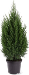 Juniperus chinensis 'Stricta' - Chinese Jeneverbes - Planthoogte: 60-80 cm - Pot Ø 26 cm (7,5 liter)
