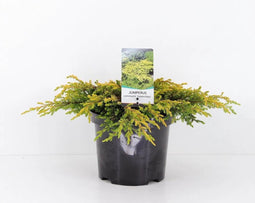 Juniperus communis 'Goldschatz' - Gewone jeneverbes - 20-25 cm - Pot 3 Liter