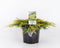 Juniperus communis 'Goldschatz' - Gewone jeneverbes - 20-25 cm - Pot 3 Liter