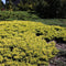 Juniperus communis 'Goldschatz' - Gewone jeneverbes - 20-25 cm - Pot 3 Liter