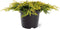 Juniperus communis 'Goldschatz' - Gewone jeneverbes - 20-25 cm - Pot 3 Liter
