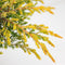Juniperus communis 'Goldschatz' - Gewone jeneverbes - 20-25 cm - Pot 3 Liter
