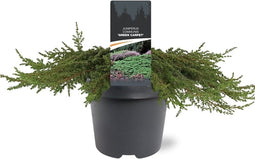 Juniperus communis 'Green Carpet' - Gewone jeneverbes - Planthoogte: 40-50 cm - Pot Ø 23 cm (5 Liter)