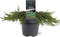 Juniperus communis 'Green Carpet' - Gewone jeneverbes - Planthoogte: 40-50 cm - Pot Ø 23 cm (5 Liter)