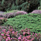 Juniperus communis 'Green Carpet' - Gewone jeneverbes - Planthoogte: 40-50 cm - Pot Ø 23 cm (5 Liter)