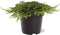 Juniperus communis 'Green Carpet' - Gewone jeneverbes - Planthoogte: 40-50 cm - Pot Ø 23 cm (5 Liter)