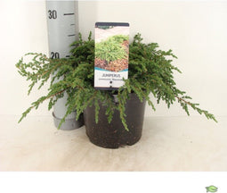 Juniperus communis 'Repanda' - Jeneverbes - Planthoogte: 30-40 cm - Pot Ø 19 cm (3 liter)