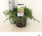 Juniperus communis 'Repanda' - Jeneverbes - Planthoogte: 30-40 cm - Pot Ø 19 cm (3 liter)