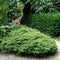Juniperus communis 'Repanda' - Jeneverbes - Planthoogte: 30-40 cm - Pot Ø 19 cm (3 liter)