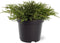 Juniperus communis 'Repanda' - Jeneverbes - Planthoogte: 30-40 cm - Pot Ø 19 cm (3 liter)
