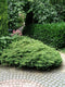 Juniperus communis 'Repanda' - Jeneverbes - Planthoogte: 30-40 cm - Pot Ø 19 cm (3 liter)