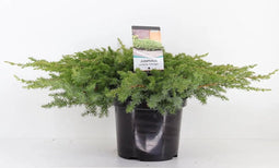 Juniperus conferta 'Schlager' - Jeneverbes - Planthoogte: 40-50 cm - Pot Ø 23 cm (5 liter)