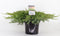 Juniperus conferta 'Schlager' - Jeneverbes - Planthoogte: 40-50 cm - Pot Ø 23 cm (5 liter)