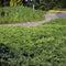 Juniperus conferta 'Schlager' - Jeneverbes - Planthoogte: 40-50 cm - Pot Ø 23 cm (5 liter)