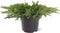 Juniperus conferta 'Schlager' - Jeneverbes - Planthoogte: 40-50 cm - Pot Ø 23 cm (5 liter)