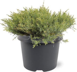 Juniperus davurica 'Leningrad' - Daurische jeneverbes - Planthoogte: 30-40 cm - Pot Ø 19 cm (3 liter)