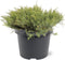 Juniperus davurica 'Leningrad' - Daurische jeneverbes - Planthoogte: 30-40 cm - Pot Ø 19 cm (3 liter)