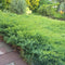 Juniperus davurica 'Leningrad' - Daurische jeneverbes - Planthoogte: 30-40 cm - Pot Ø 19 cm (3 liter)