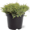 Juniperus davurica 'Leningrad' - Daurische jeneverbes - Planthoogte: 30-40 cm - Pot Ø 19 cm (3 liter)